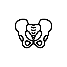 Pelvis